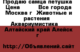 Продаю самца петушка › Цена ­ 700 - Все города, Москва г. Животные и растения » Аквариумистика   . Алтайский край,Алейск г.